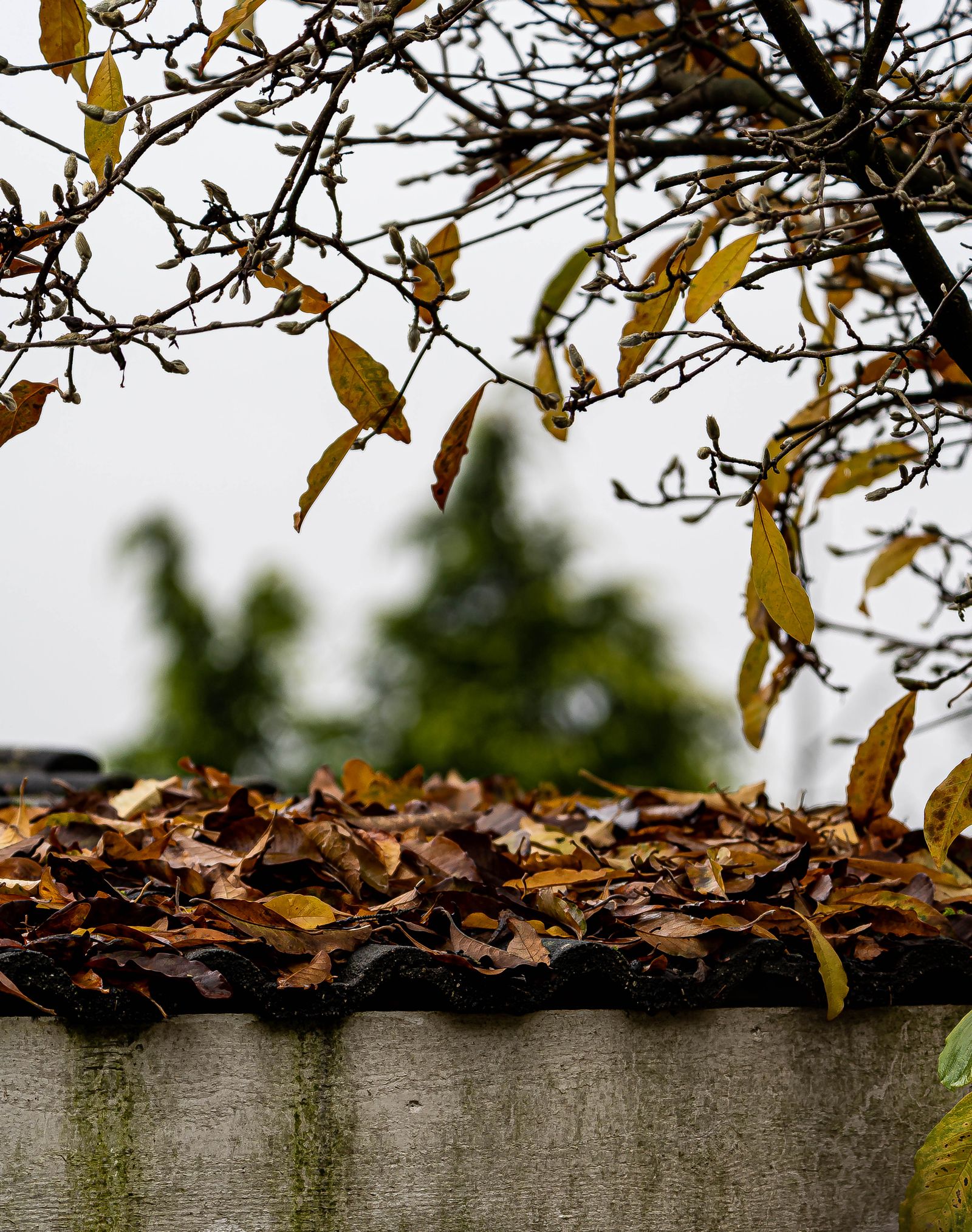 Leaves clogging a gutter